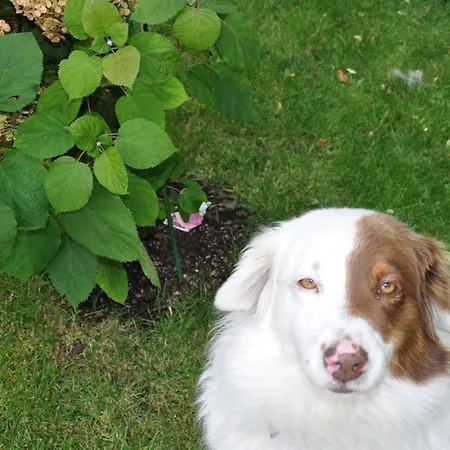 Homestay 19a Karpacz